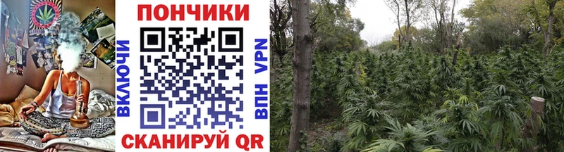 Конопля THC 21%  Котовск 